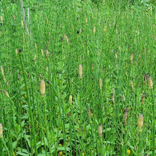 Schlamm-Schachtelhalm / Equisetum fluviatile